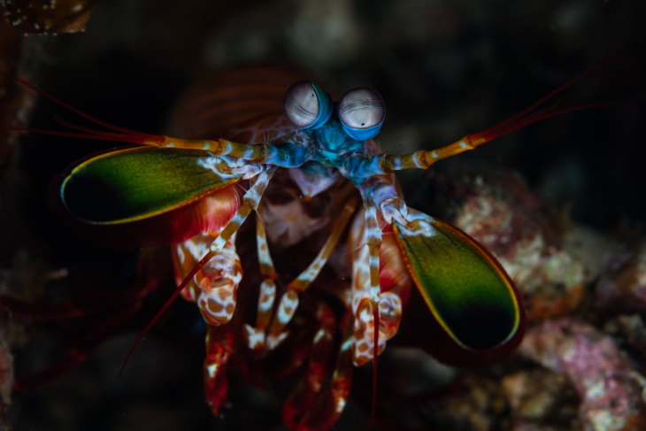 El animal capaz de ver la gama más amplia de colores es el camarón mantis