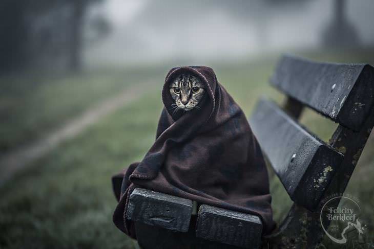 gatos que modelan gato tapado con manta