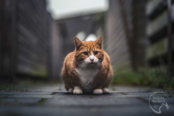 gatos que modelan gato posando agachado en callejón