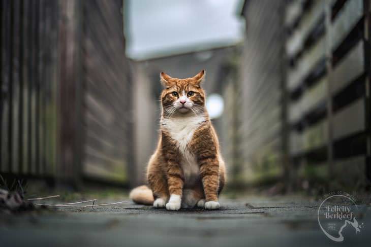 gatos que modelan gato posando en callejón y observando