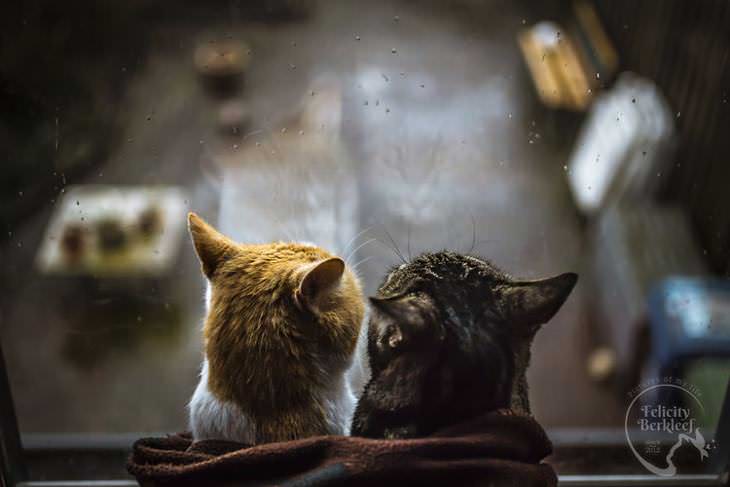 gatos que modelan dos gatos contemplando juntos la lluvia