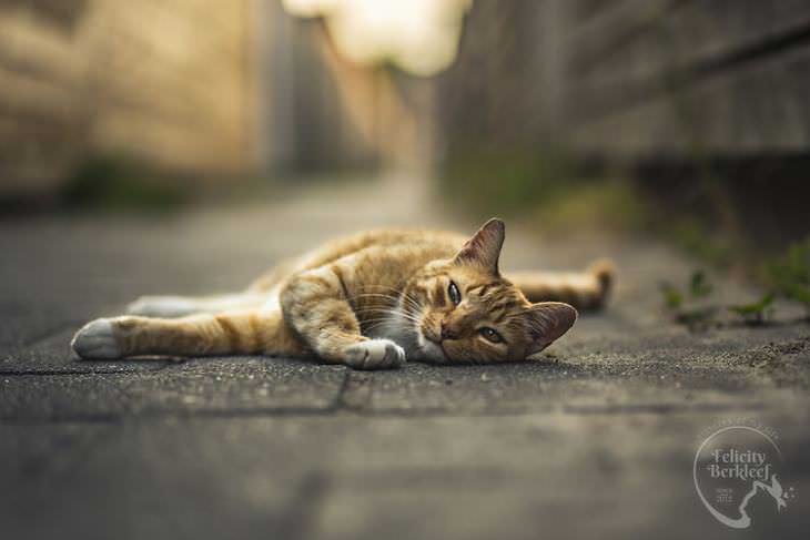 gatos que modelan gato descansando en el pavimento