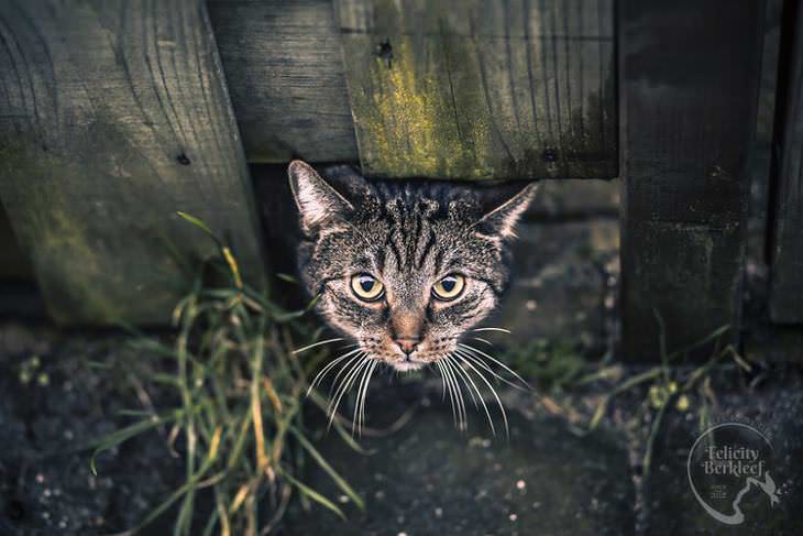 gatos que modelan gato pasando debajo de una cerca
