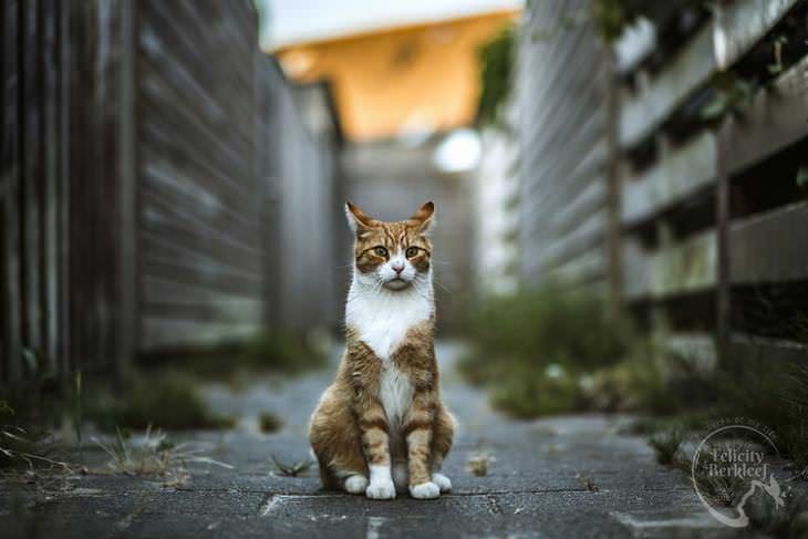 gatos que modelan gato posando en callejón