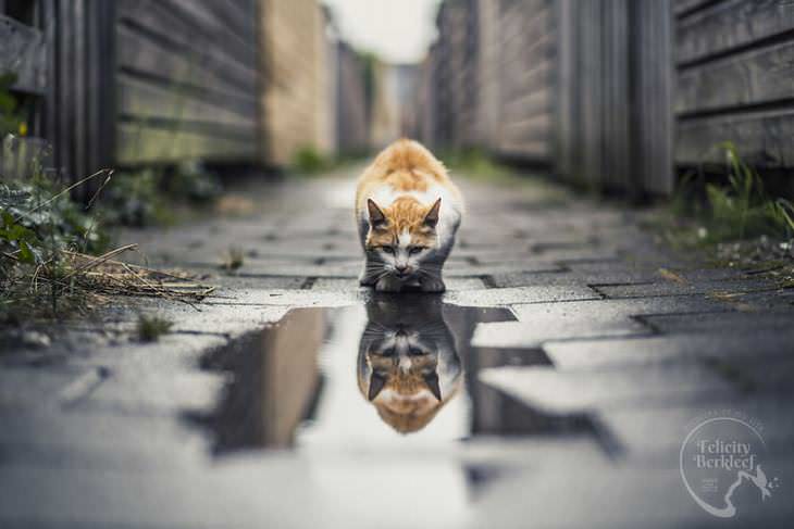 gatos que modelan gato con reflejo en el agua