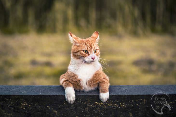 gatos que modelan gato asomándose por una cerca