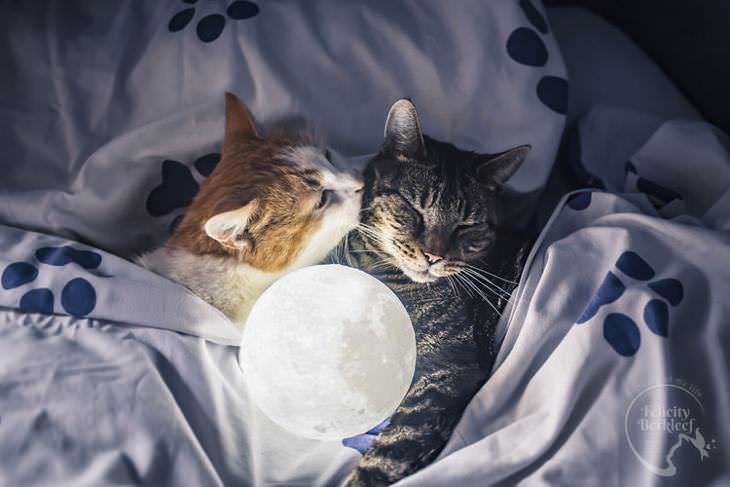 gatos que modelan un gato besando a otro en la cama