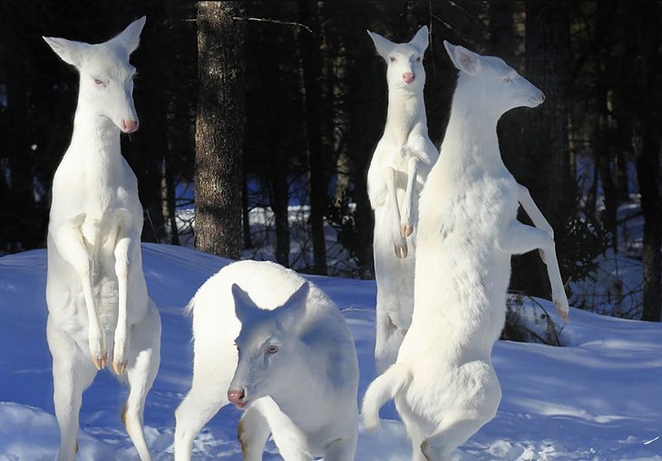 Animales Albinos Hermosos Manada de ciervos 