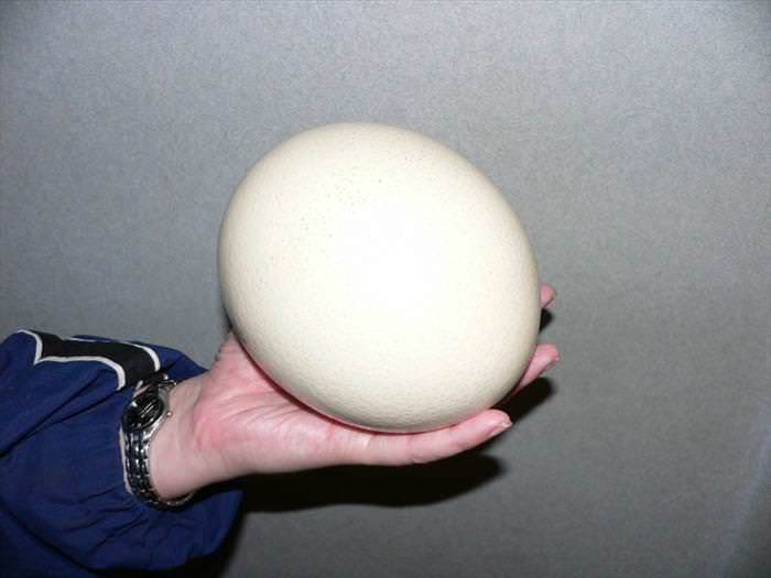 Datos Sobre Las Avestruces los huevos de avestruz son los más grandes de todos