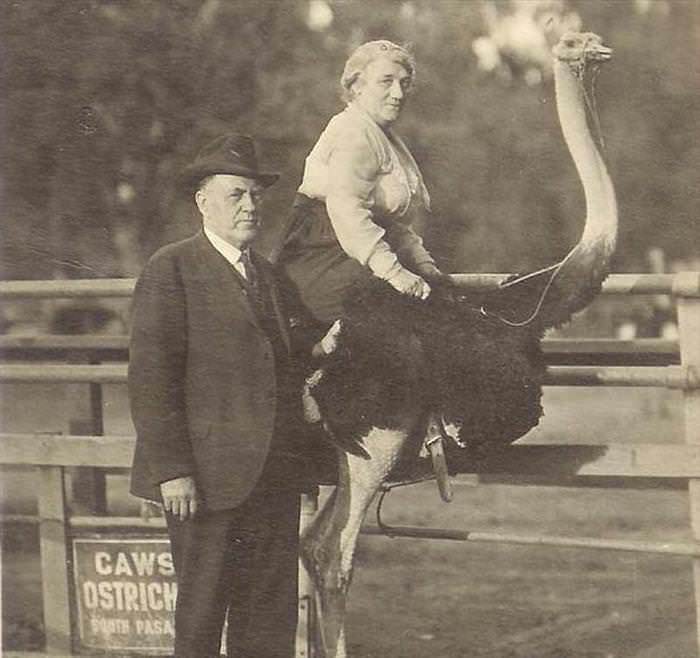Datos Sobre Las Avestruces una mujer montando una avestruz