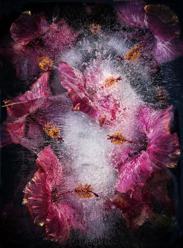 fotografía de flores congeladas hibisco púrpura Tharien Smith y Bruce Boyd