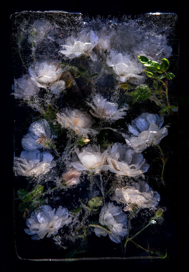 fotografía de flores congeladas pétalos blancos Tharien Smith y Bruce Boyd