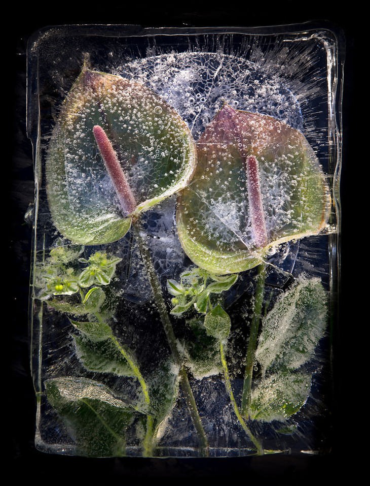 fotografía de flores congeladas flores verdes y rojas Tharien Smith y Bruce Boyd