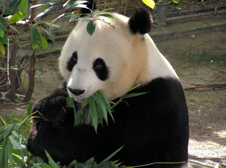 Noticias Positivas Los pandas gigantes ya no están en peligro