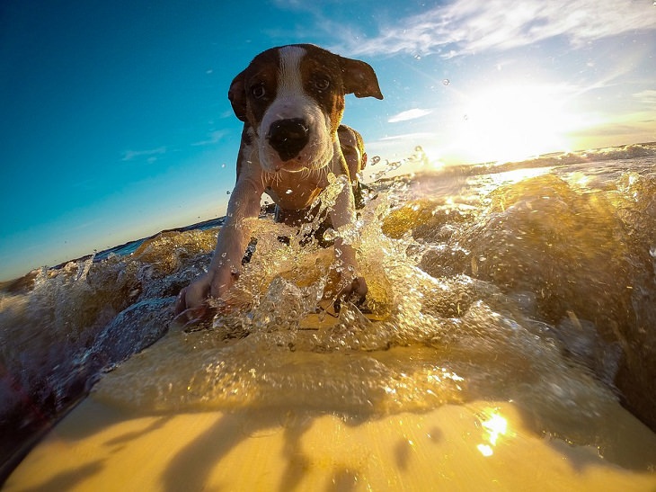 Noticias Positivas Hay una competencia anual de surf para perros en California