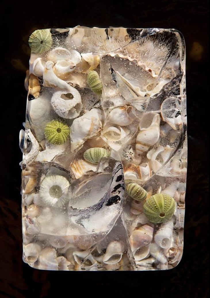 fotografía de flores congeladas conchas marinas Tharien Smith y Bruce Boyd