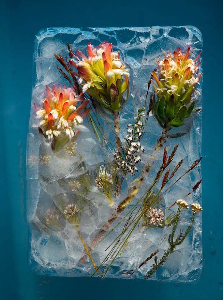 fotografía de flores congeladas flores naranjas Tharien Smith y Bruce Boyd