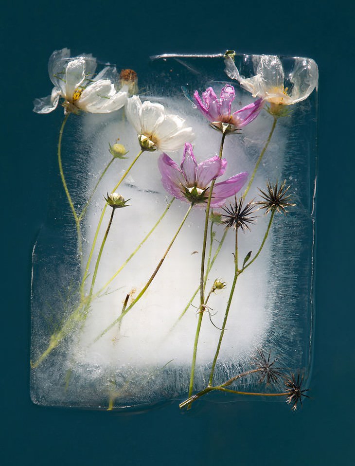 fotografía de flores congeladas flores blancas y moradas Tharien Smith y Bruce Boyd