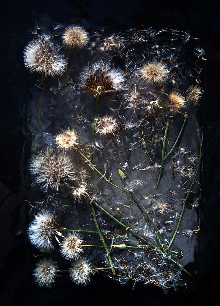 fotografía de flores congeladas dientes de león Tharien Smith y Bruce Boyd
