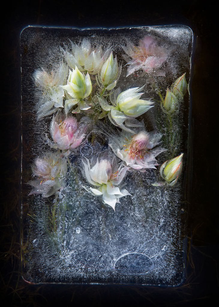 fotografía de flores congeladas flores blancas Tharien Smith y Bruce Boyd