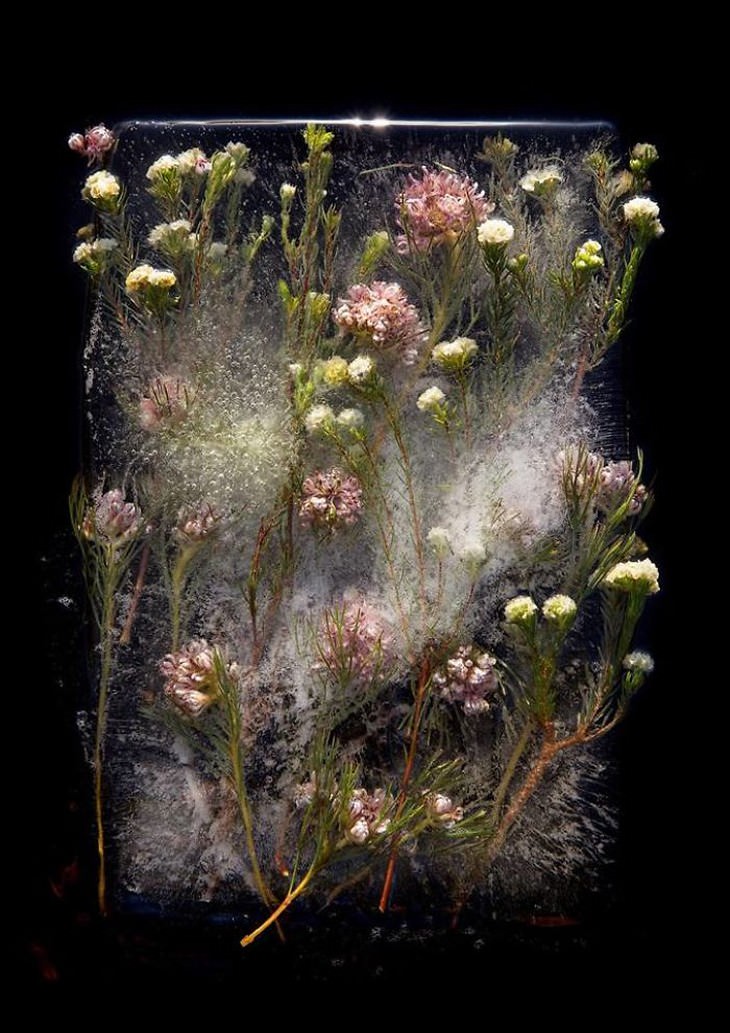 fotografía de flores congeladas Tharien Smith y Bruce Boyd