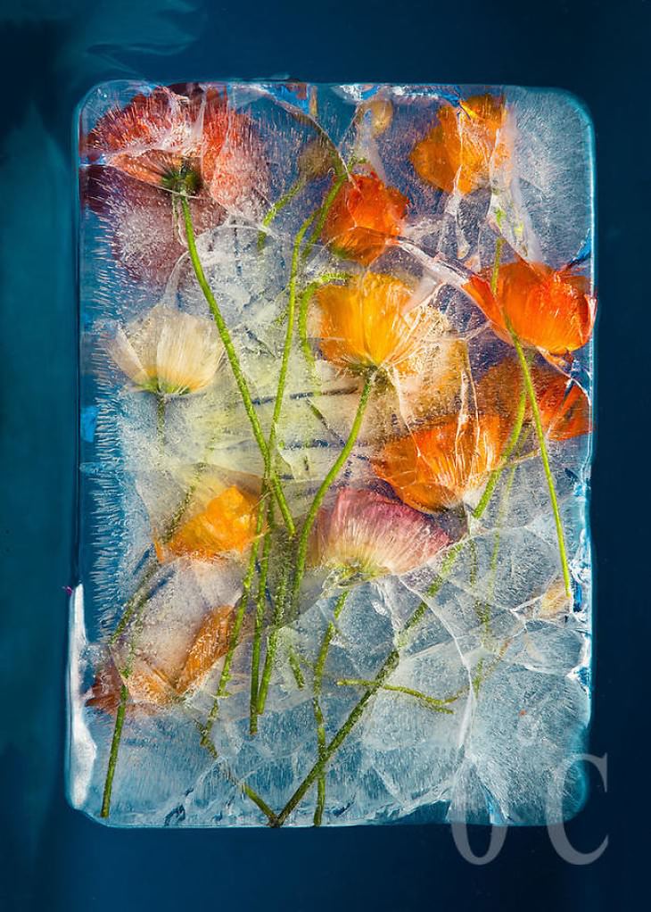 frozen flower photography Tharien Smith and Bruce Boyd orange flowers