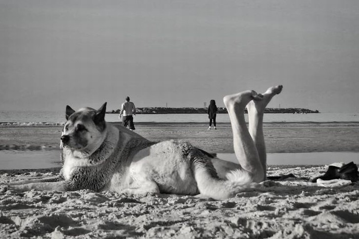 Fotógrafo Callejero perro en la playa