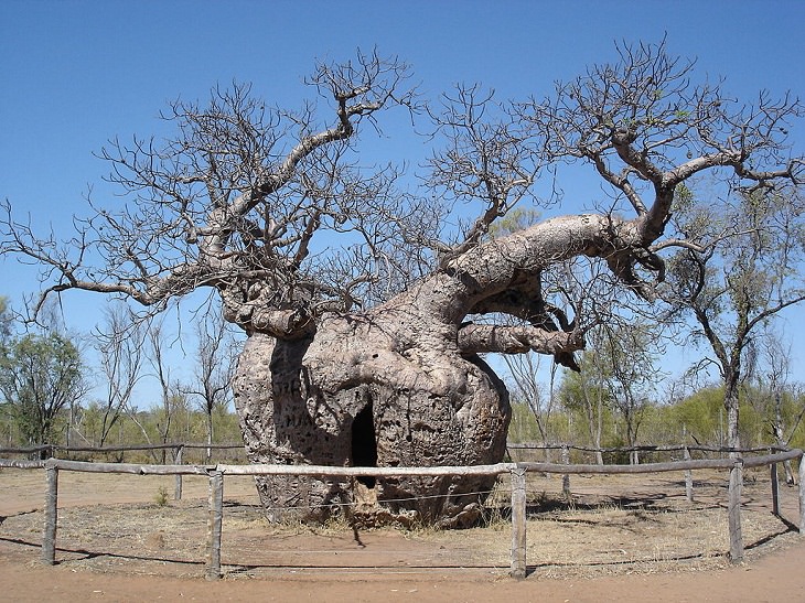 Árboles poco comunes árbol de la prisión de Boab