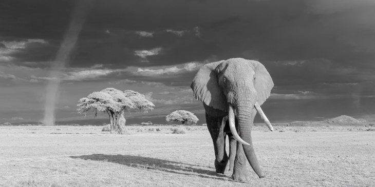 Fotos Finalistas Del Concurso De La Revista Smithsonian Diablo de polvo elefante