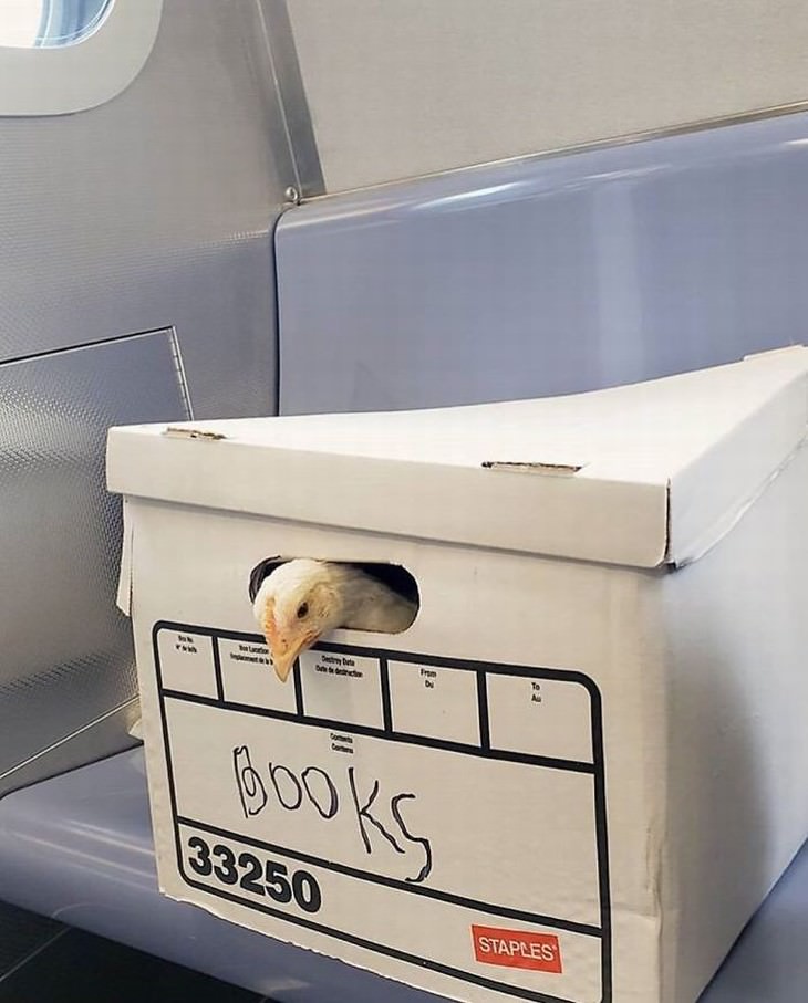Imágenes divertidas en el metro pollo en caja en el metro
