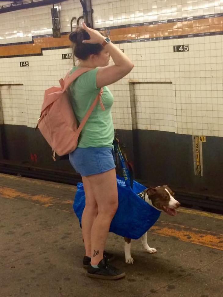 Imágenes divertidas en el metro perro en una bolsa para viajar en el metro