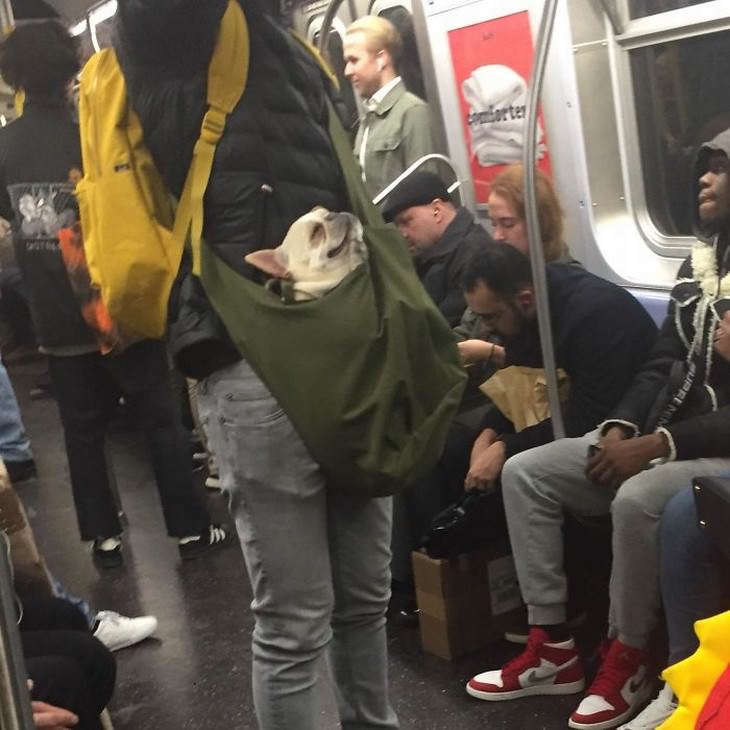 Imágenes divertidas en el metro perro duerme y sonríe en el metro