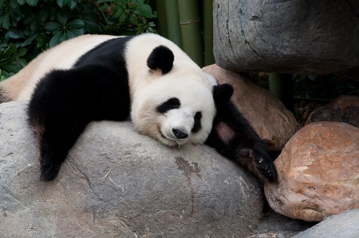 datos interesantes sobre los pandas panda descansando en una roca