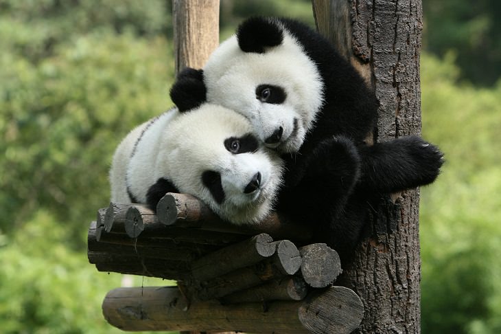 datos interesantes sobre los pandas dos pandas descansando sobre la rama de un árbol