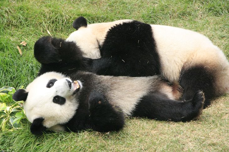 Datos interesantes pandas dos pandas jugando