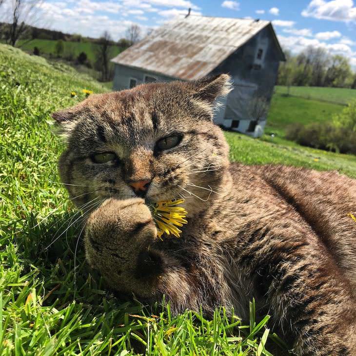 Imágenes que alegrarán tu día gato posando en el campo con una flor