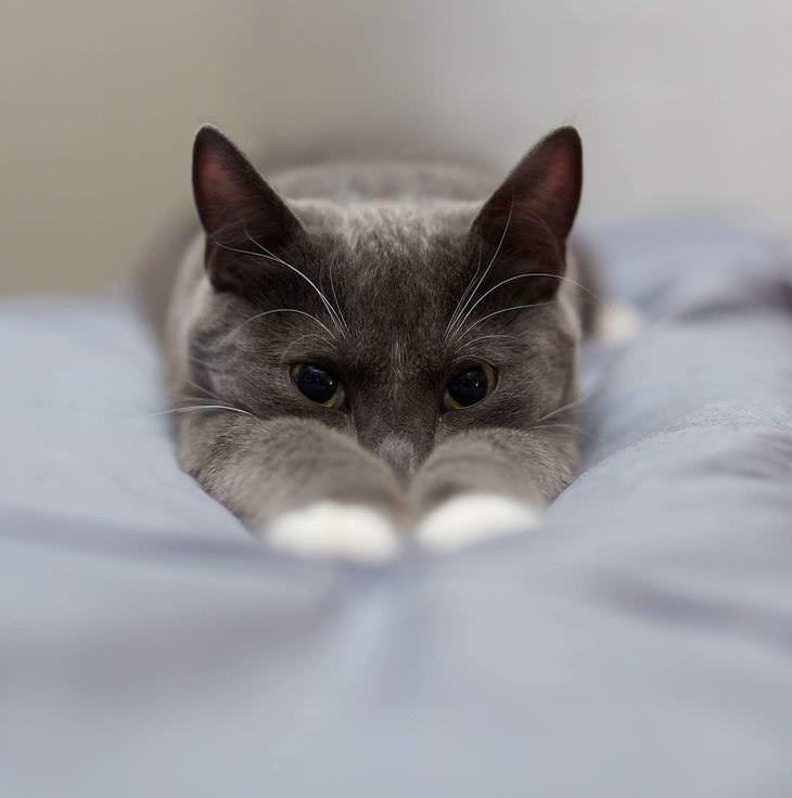 Imágenes que alegrarán tu día gato gris observando