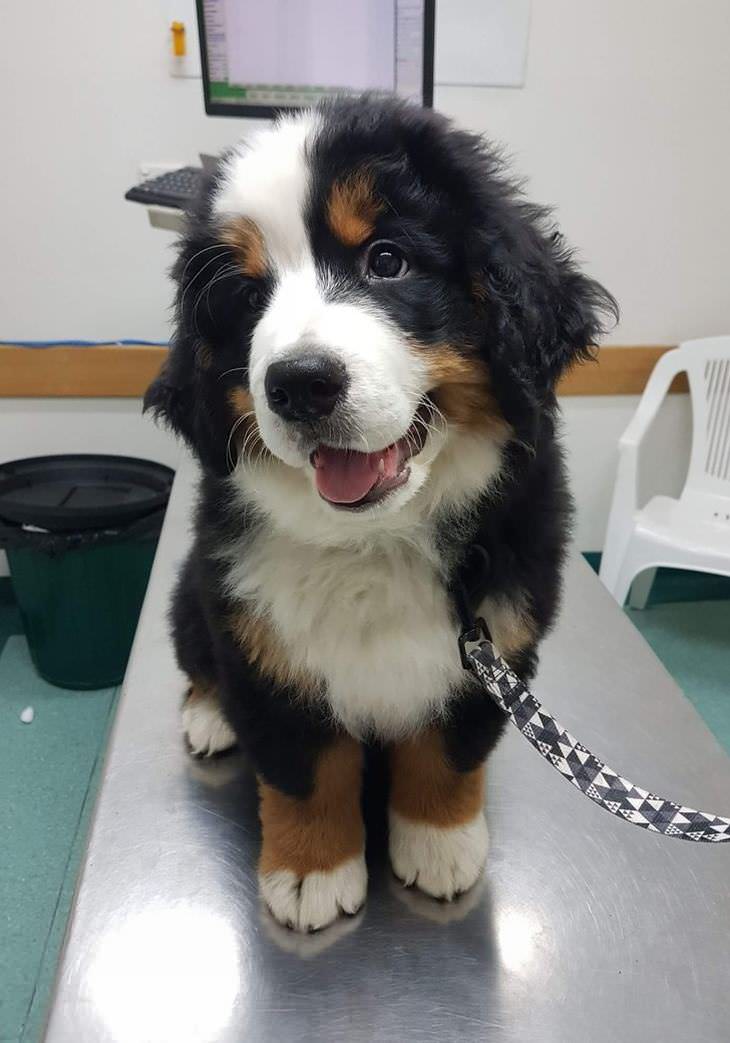 Imágenes que alegrarán tu día cachorro en el veterinario
