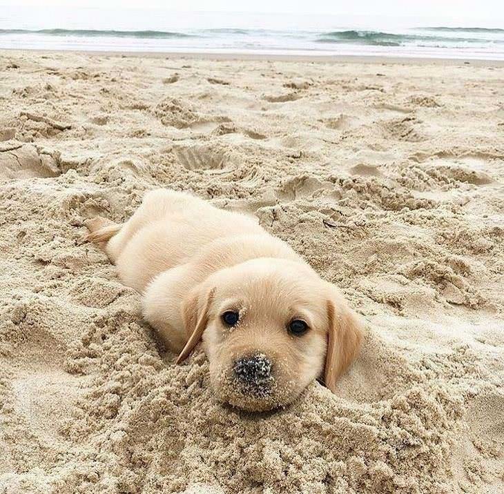 Imágenes que alegrarán tu día cachorro labrador en la arena