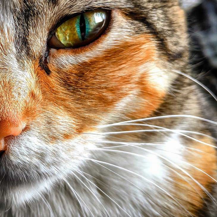 Imágenes que alegrarán tu día acercamiento a los ojos de un gato