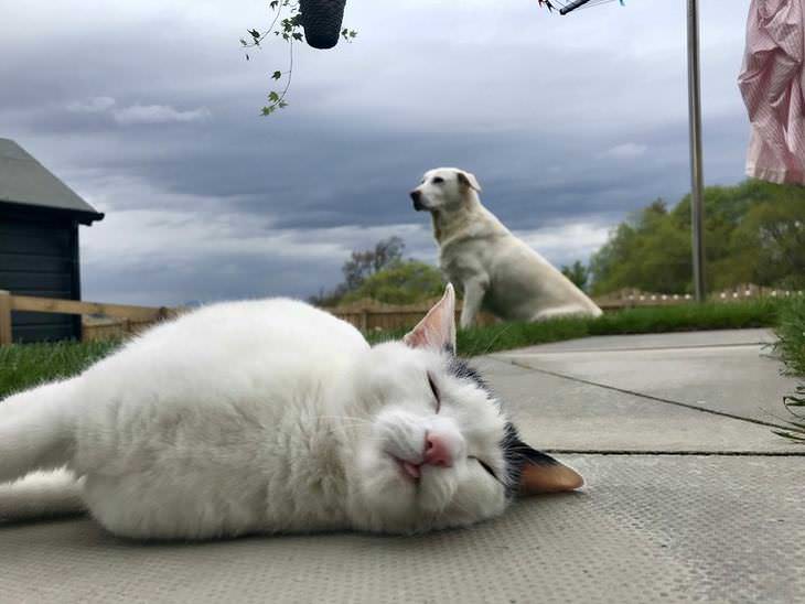 Imágenes que alegrarán tu día perro y gato gato durmiendo en jardín de la casa