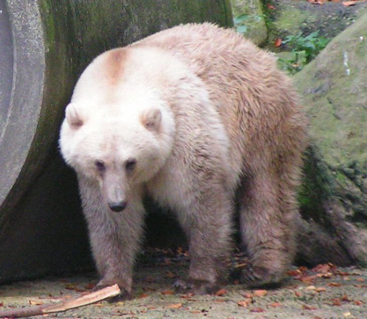 Impresionantes Cruzas De Animales oso grolar
