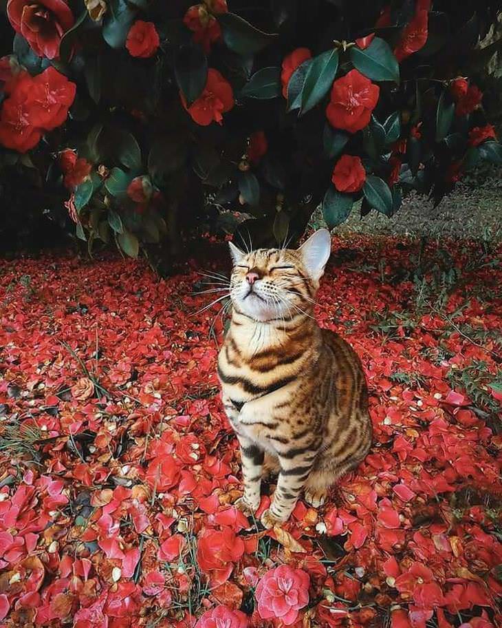 Imágenes que alegrarán tu día  gato durmiendo bajo árbol rojo