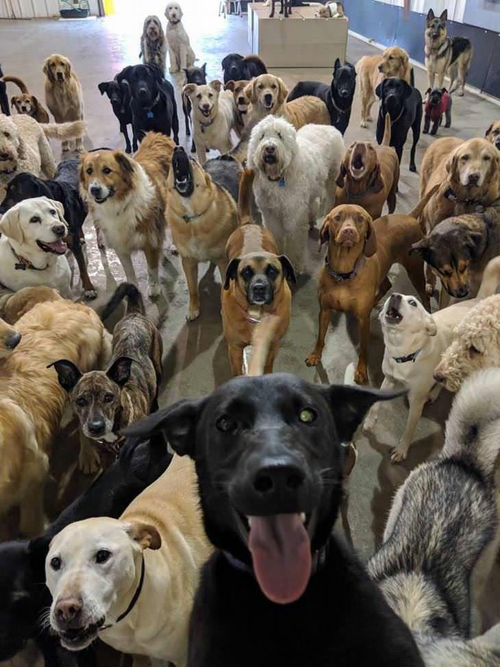 Imágenes que alegrarán tu día perros tomándose una selfie juntos