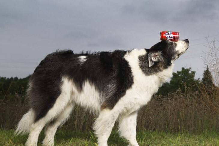 Perros con habilidades sorprendentes Sweet Pea el perro con mayor equilibrio del mundo