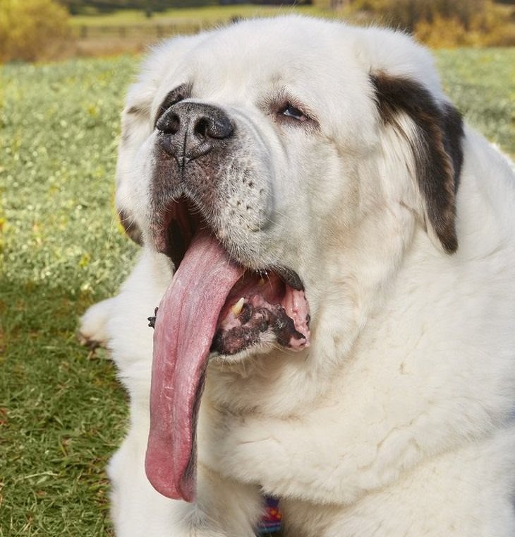 Perros con habilidades sorprendentes récord mundial Guinness para el perro con la lengua más larga