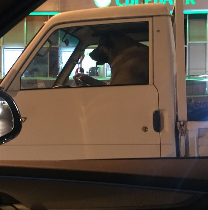 Divertidas imágenes que engañarán tu sentido de visión perro manejando camioneta