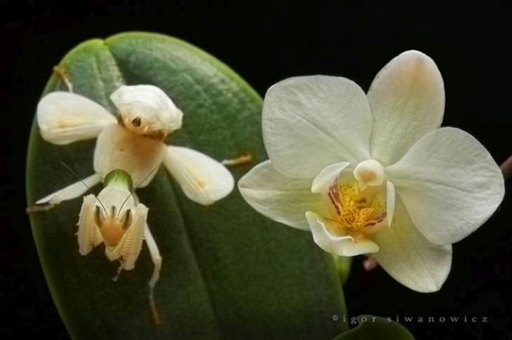  4. Este es uno de los más fáciles ... ¿dónde está la mantis de la orquídea de Malasia?