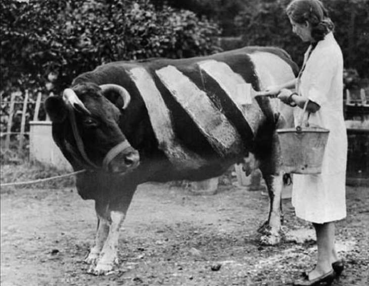 Una mujer pinta una vaca durante la Segunda Guerra Mundial. Esto fue para asegurar que no se convierta en víctima de una colisión de vehículos, Reino Unido, 1939