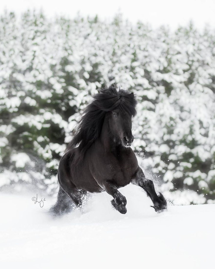 Caballos Islandeses un caballo negro sobre la nieve